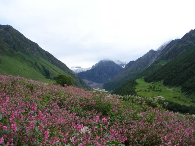 Valley of Flowers : Paradise on Earth