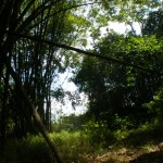 Bamboo retreat
